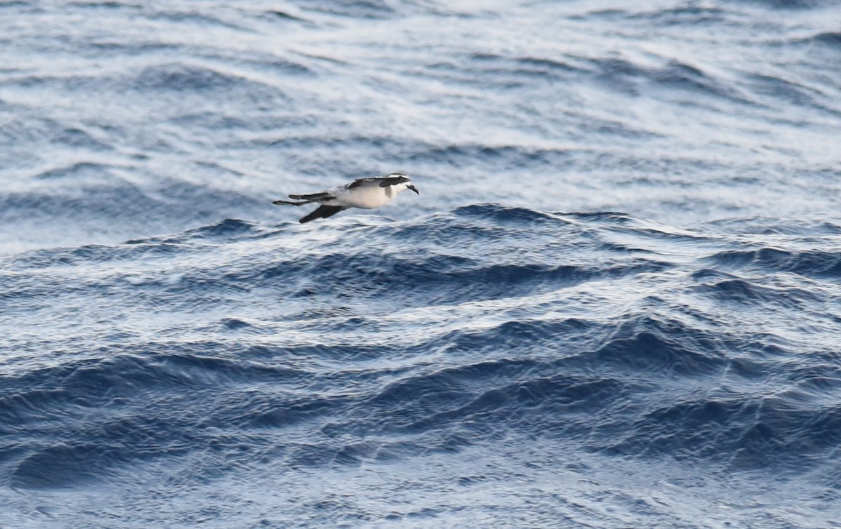 White-faced Storm-Petrel - ML67319891