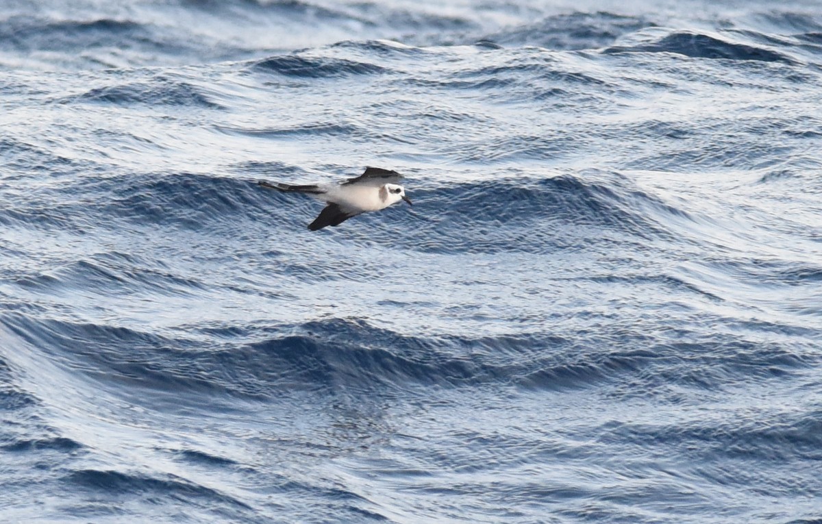 White-faced Storm-Petrel - ML67319911