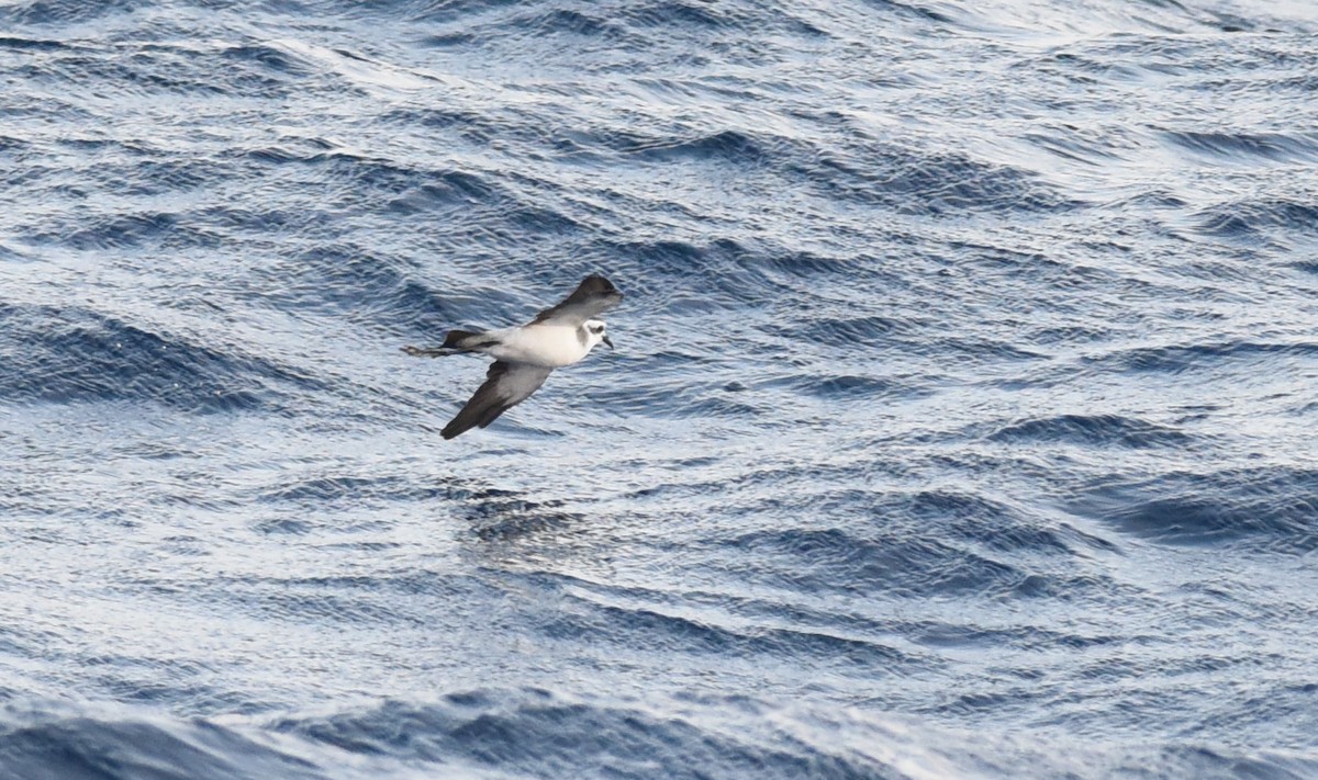 White-faced Storm-Petrel - ML67319921