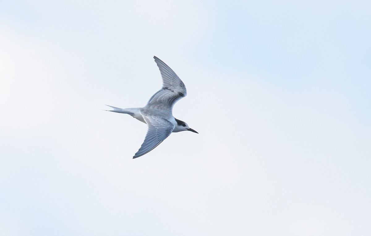 Common Tern - Sean Sime