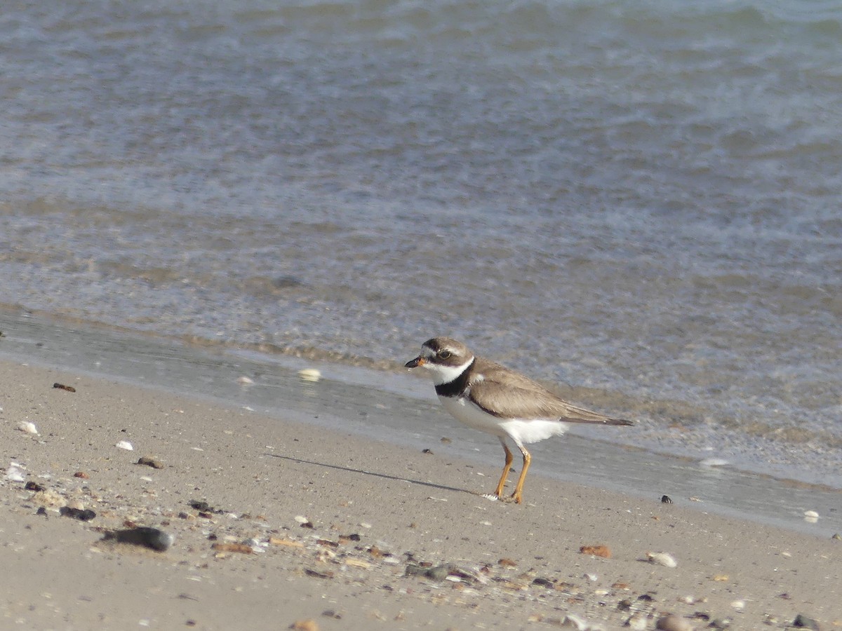 Semipalmated Plover - ML67320921