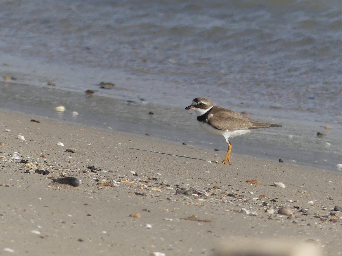 Semipalmated Plover - ML67320931