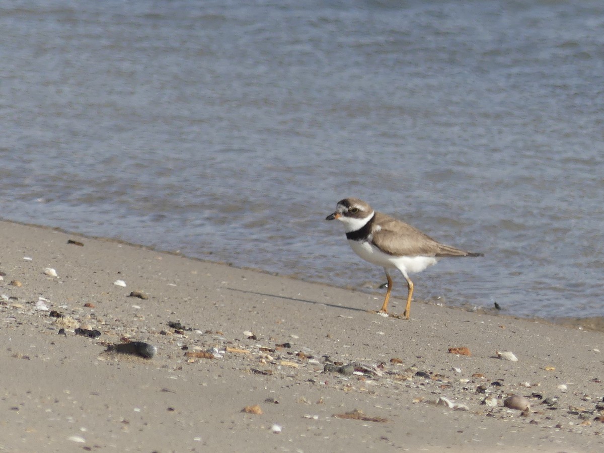 Semipalmated Plover - ML67320941