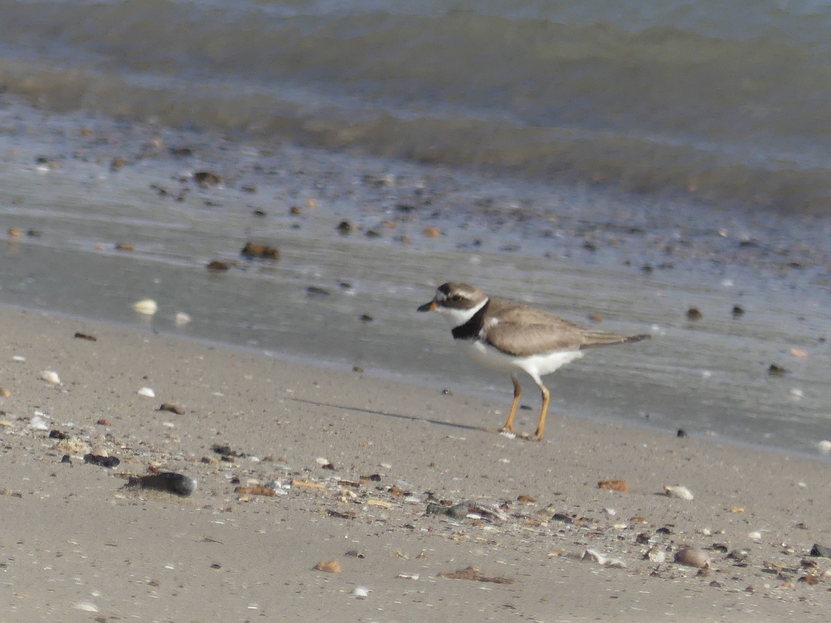 Semipalmated Plover - ML67320951