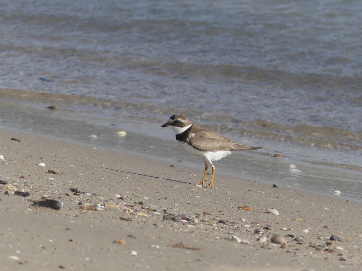 Semipalmated Plover - ML67320961