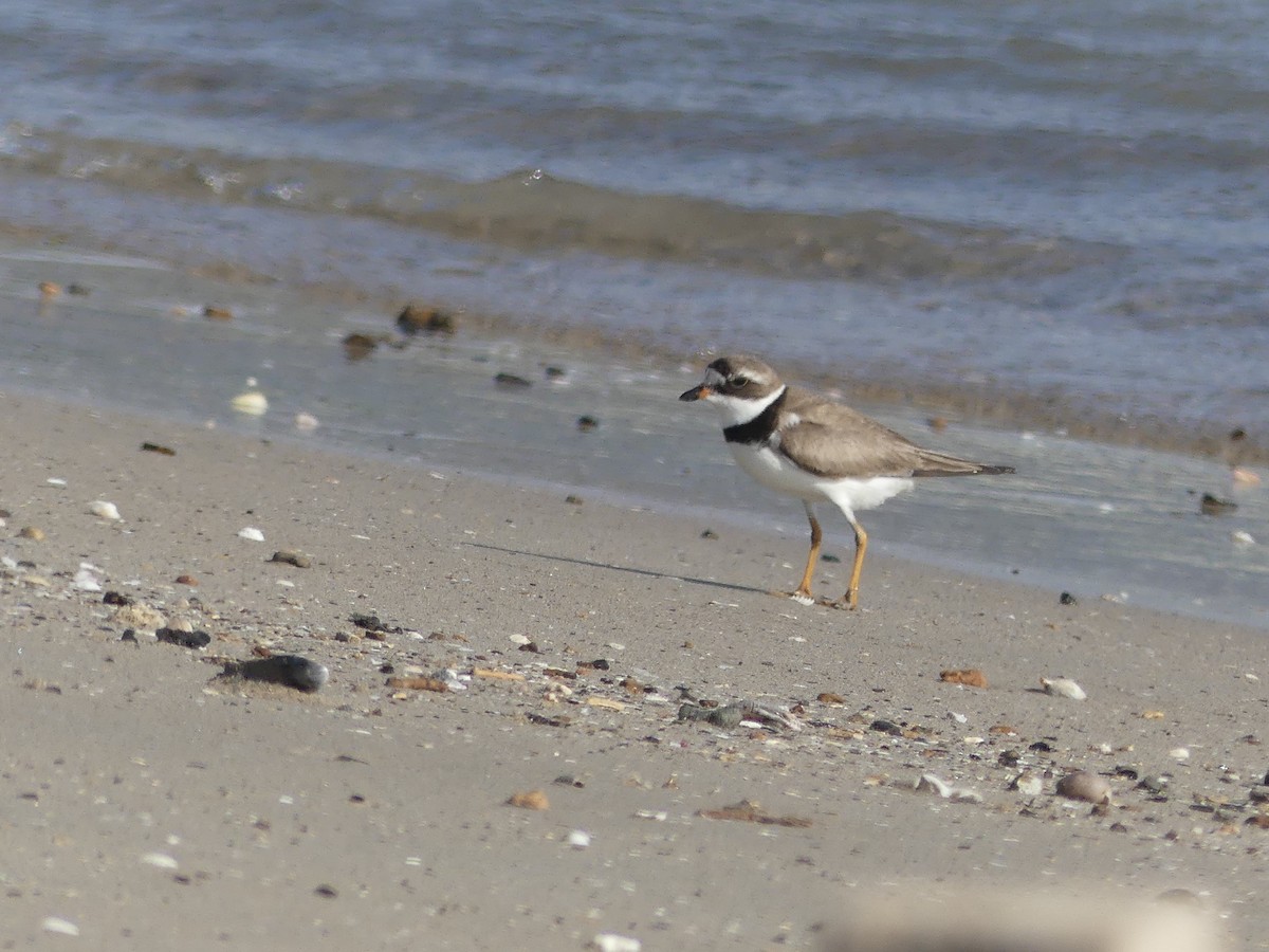 Semipalmated Plover - ML67320981