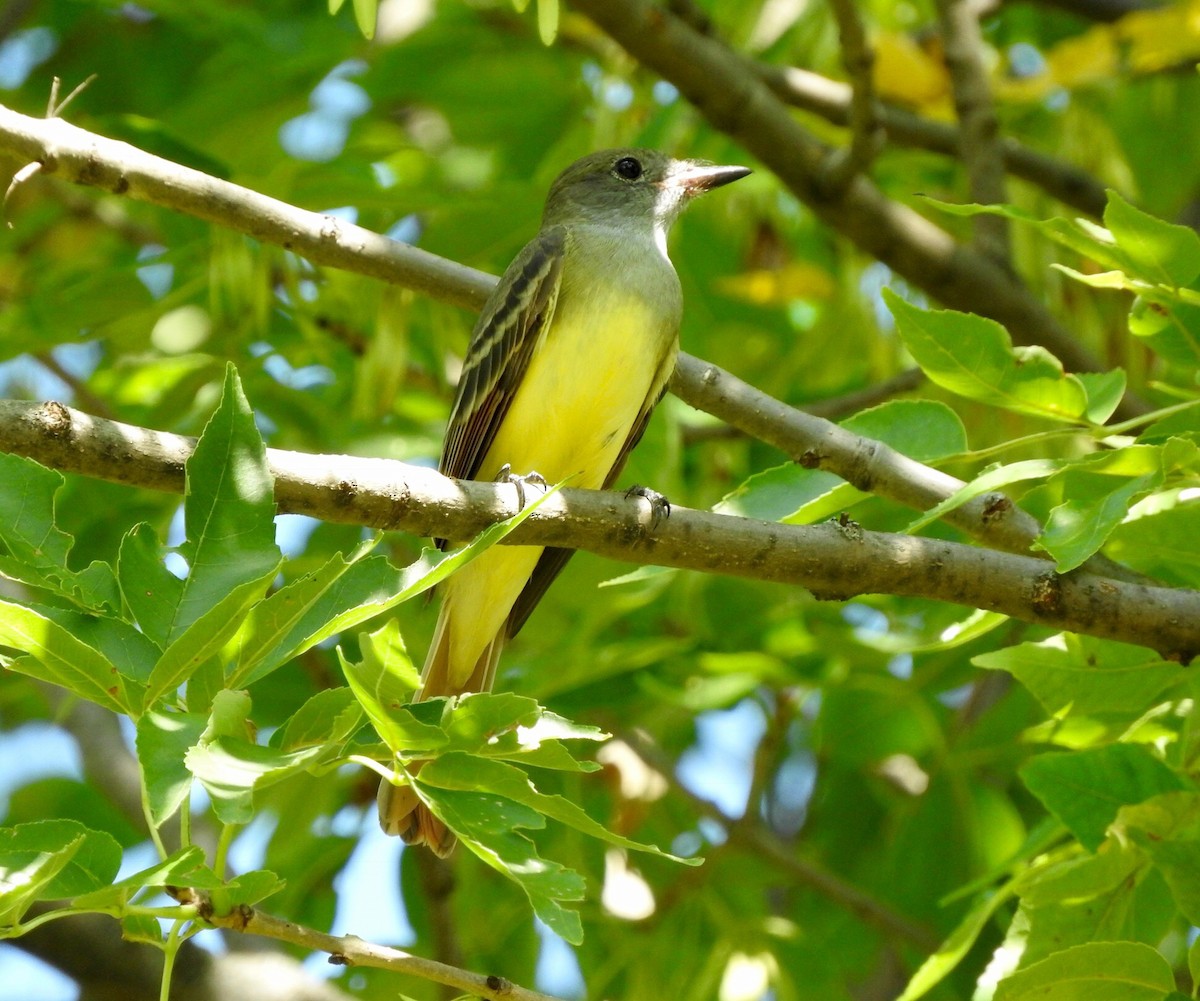 Great Crested Flycatcher - Deanna Uphoff
