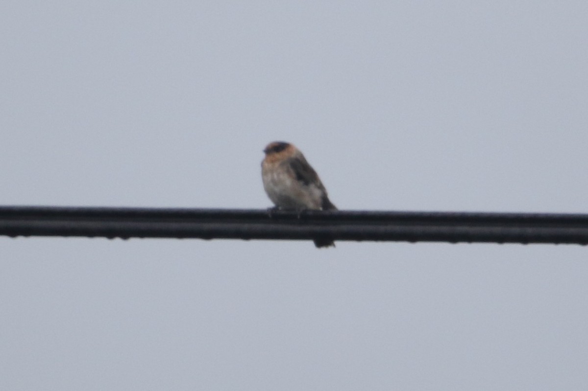 Cave Swallow - ML67329861
