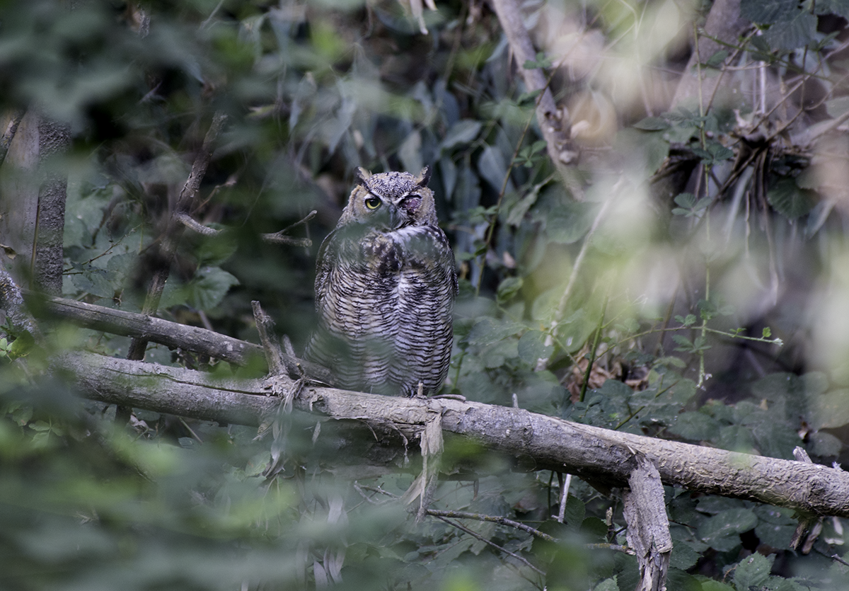 Great Horned Owl - ML67333191