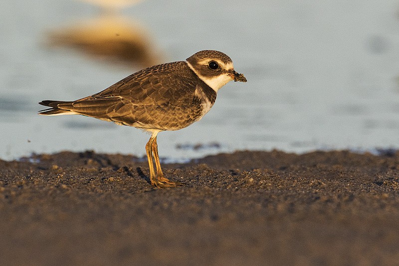 Semipalmated Plover - ML67333281