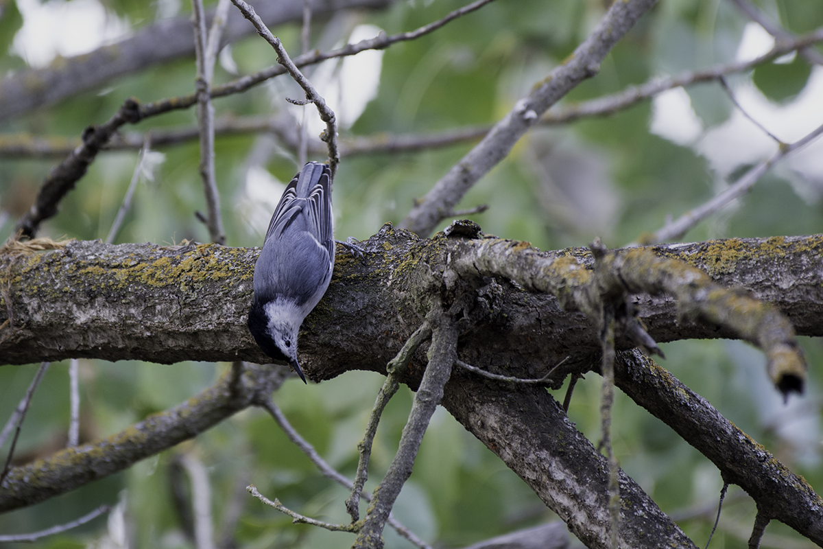 White-breasted Nuthatch - ML67333591
