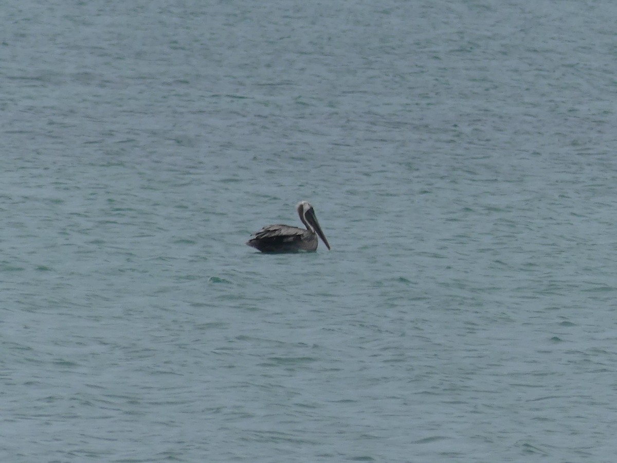 pelikán hnědý - ML67333731