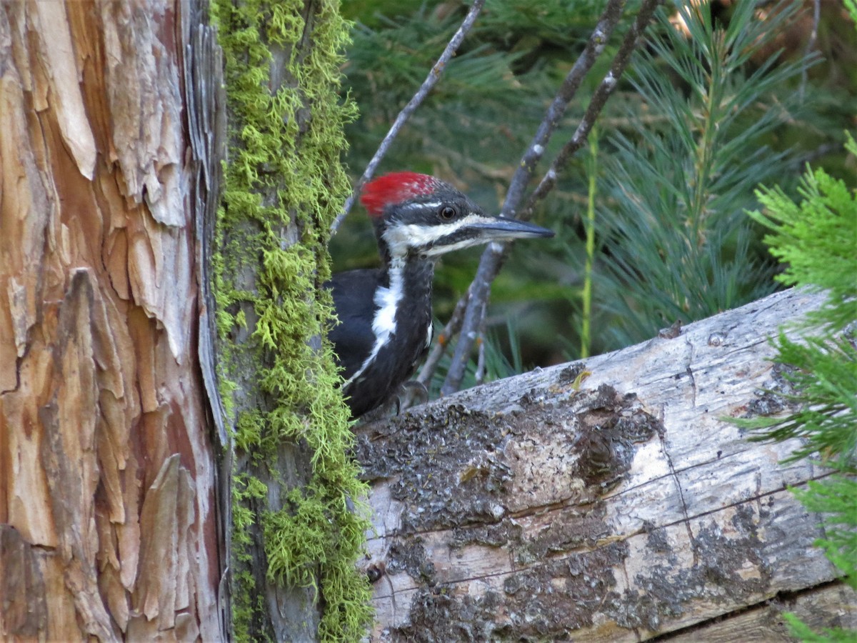 Pileated Woodpecker - ML67335381