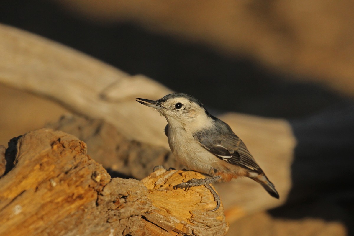 White-breasted Nuthatch - ML67338851
