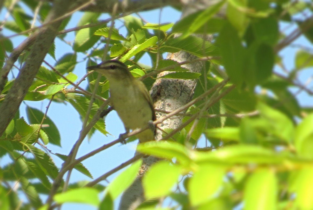 Red-eyed Vireo - Mike Hearell