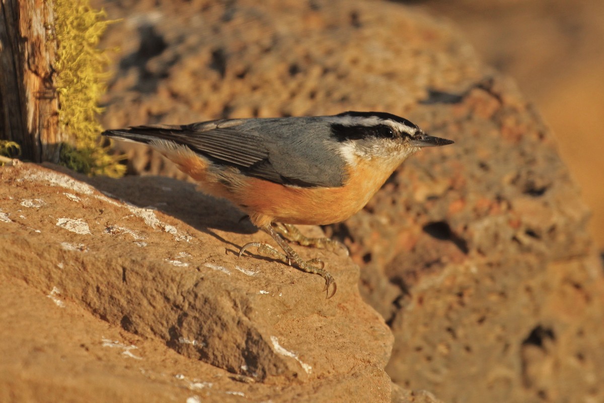 Red-breasted Nuthatch - ML67339941