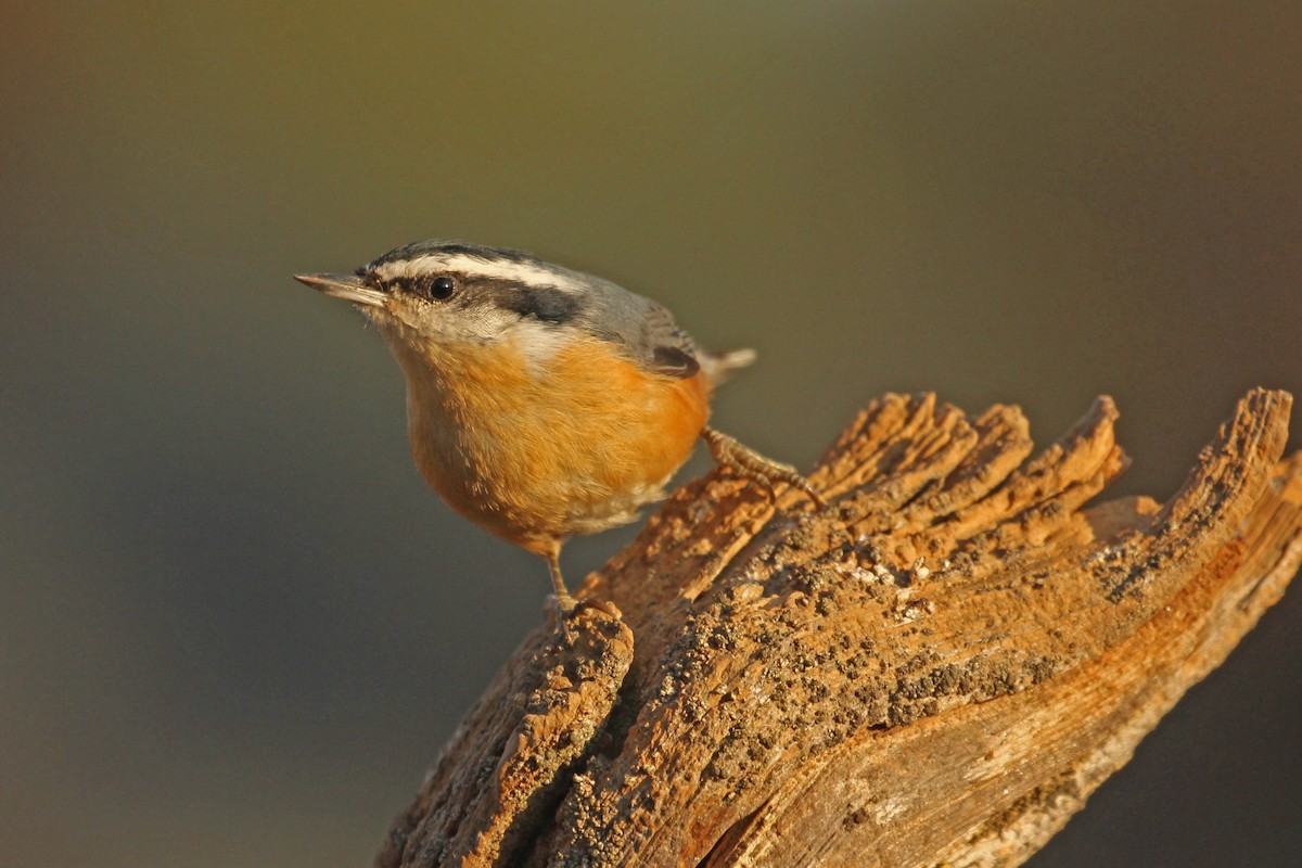 Red-breasted Nuthatch - ML67339971