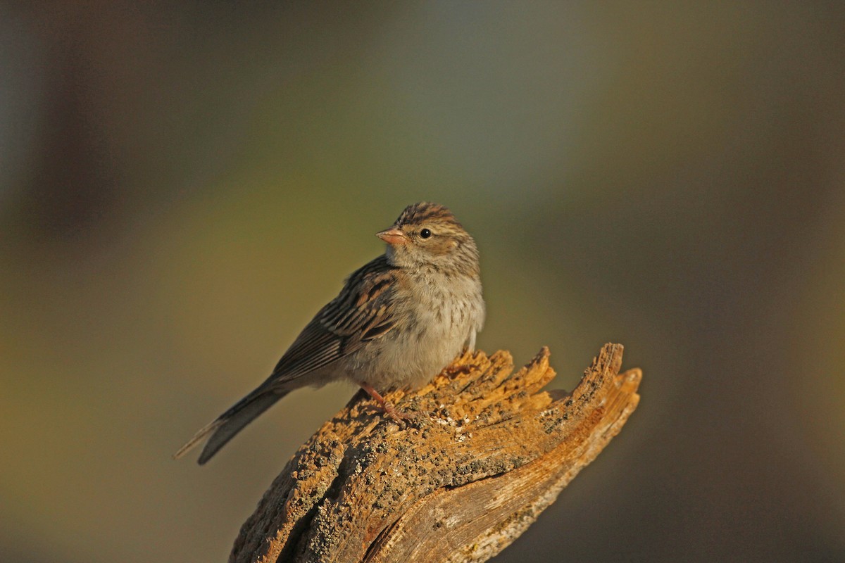 Chipping Sparrow - ML67340781