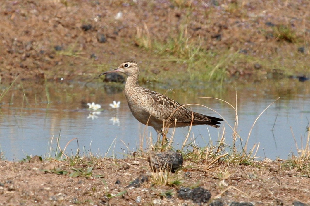 Little Curlew - Ray Turnbull