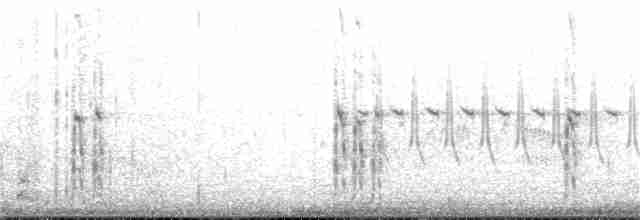 White-headed Woodpecker - ML67342991