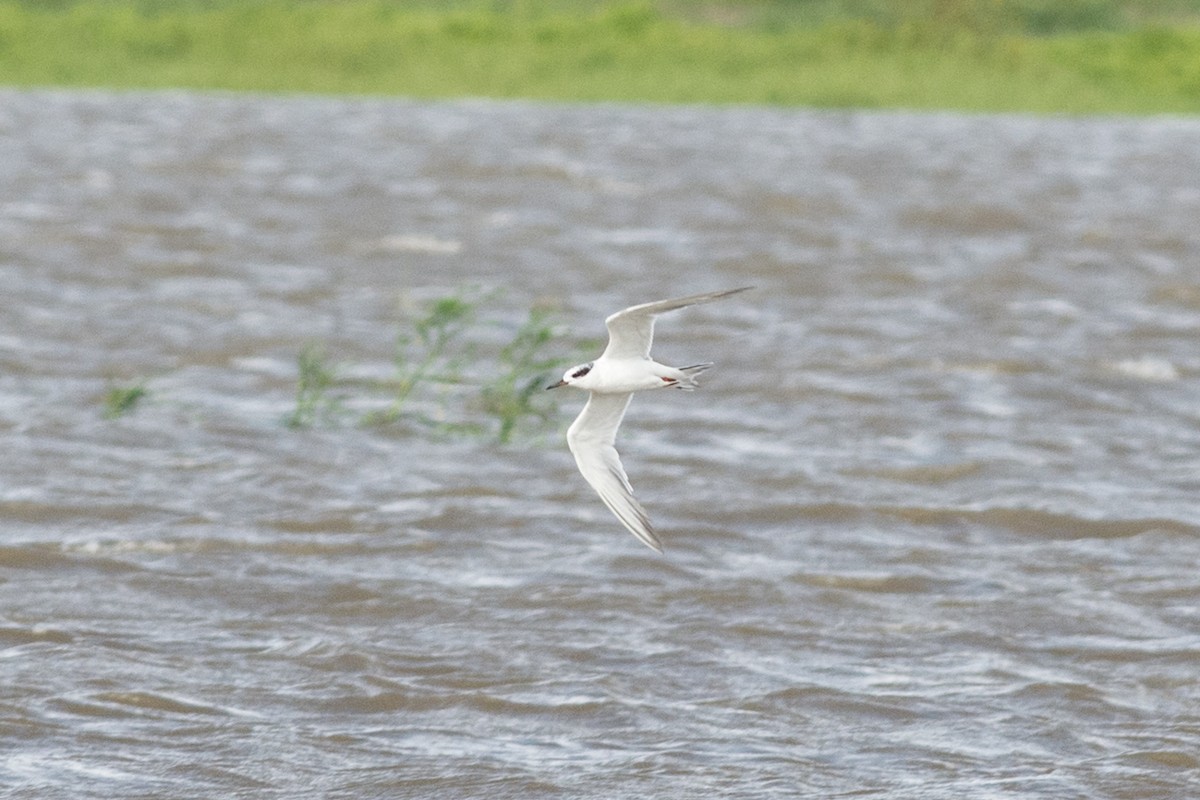 Forster's Tern - Colton Robbins