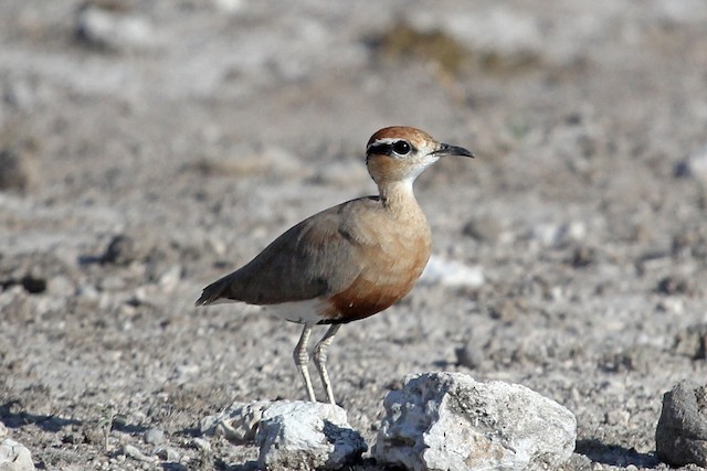 Lateral view (subspecies <em class="SciName notranslate">aridus</em>). - Temminck's Courser - 