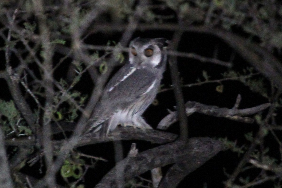 Southern White-faced Owl - Ray Turnbull