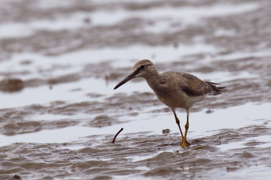 Gray-tailed Tattler - Jafet Potenzo Lopes