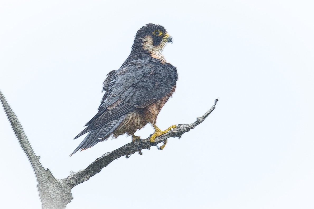 Peregrine Falcon - Rajinikanth Kasthuri