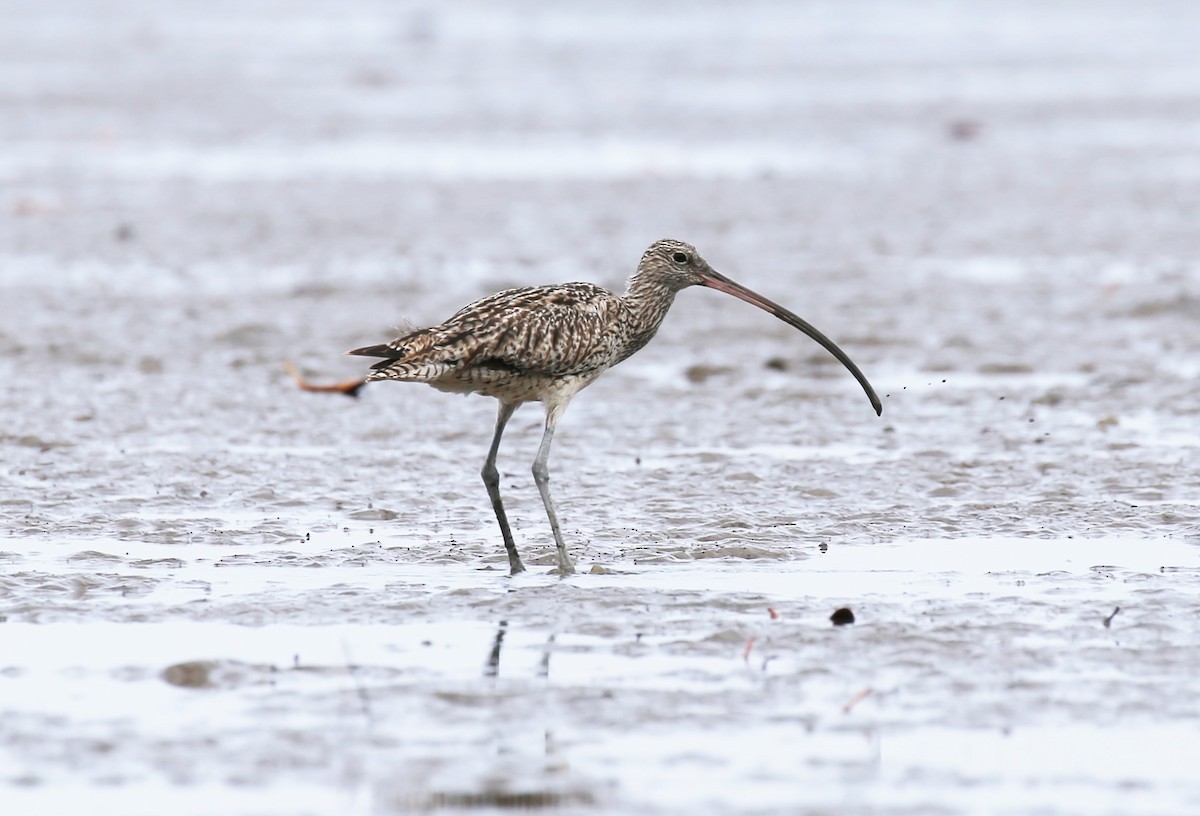 Far Eastern Curlew - Jafet Potenzo Lopes