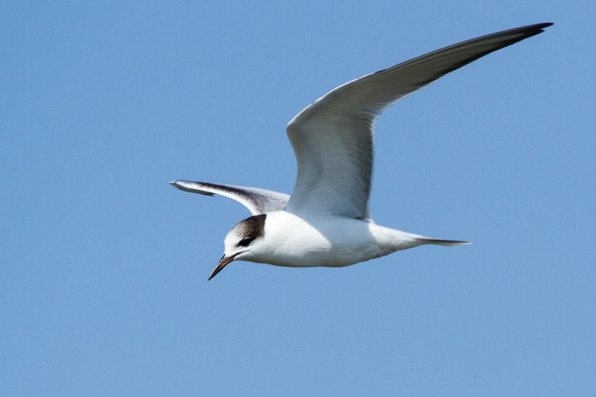 Common Tern - ML67349191