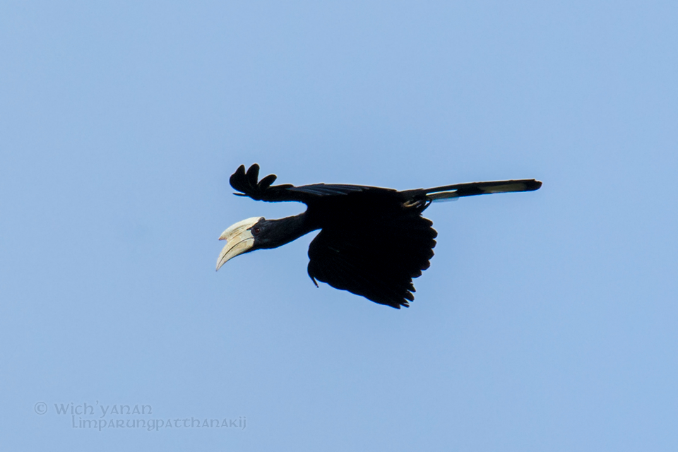 Black Hornbill - Wich’yanan Limparungpatthanakij