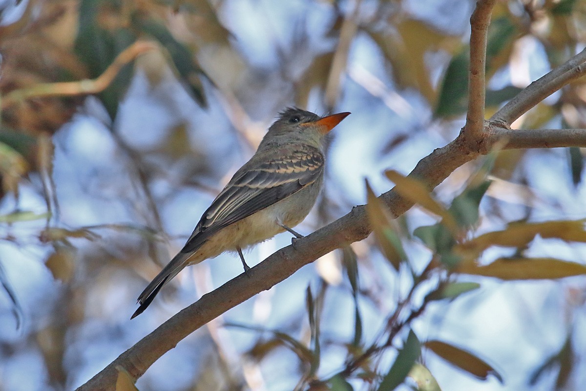 Greater Pewee - ML67349521