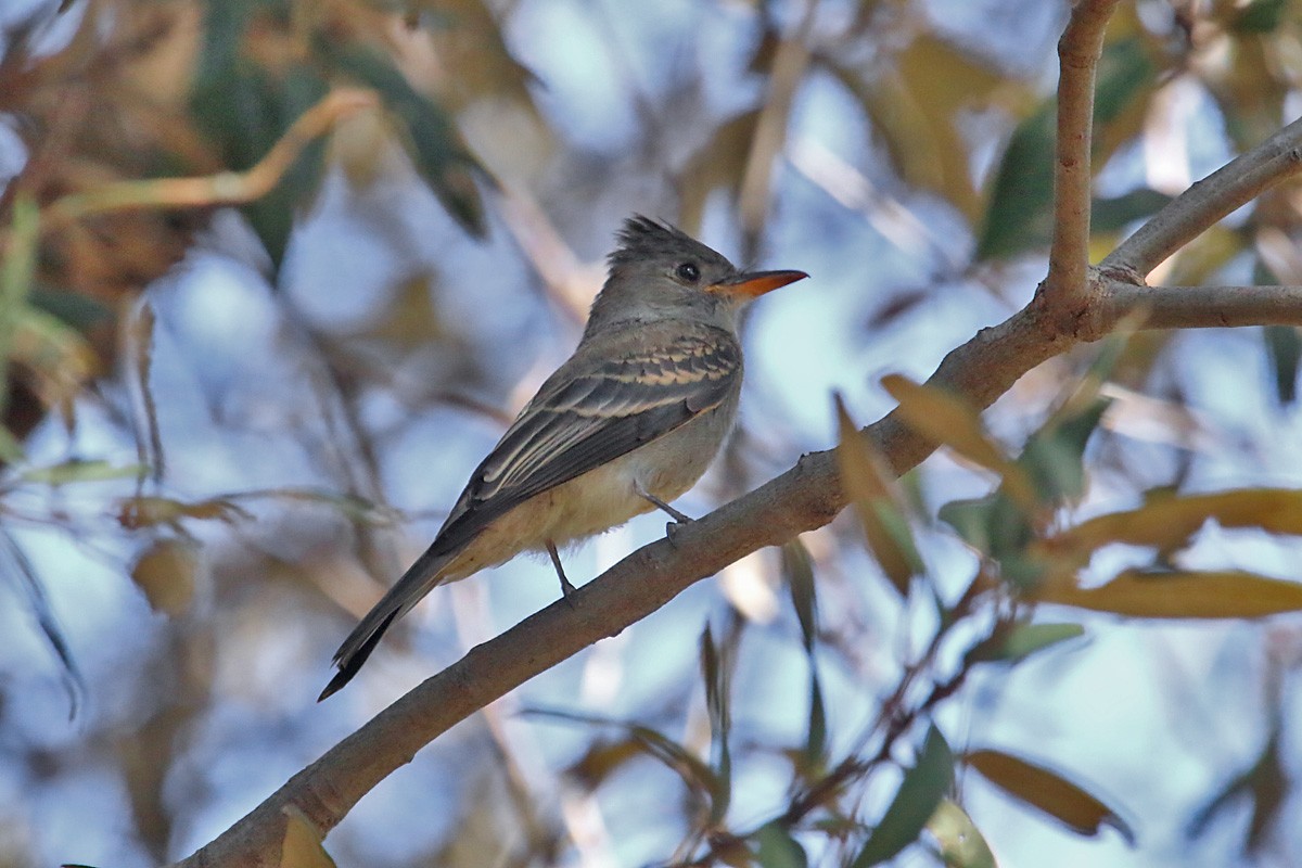 Greater Pewee - ML67349531