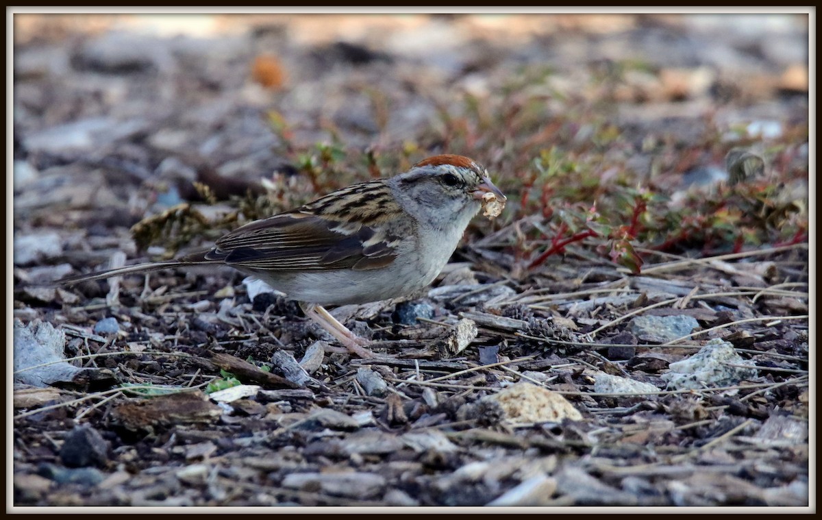 Chipping Sparrow - ML67352041