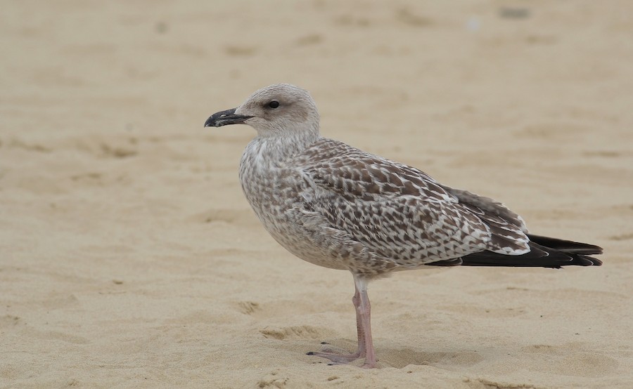 Herring Gull (European) eBird