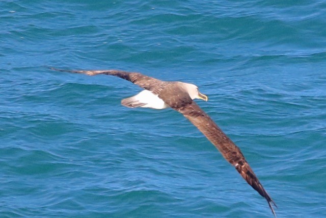 Buller's Albatross - Liam Murphy