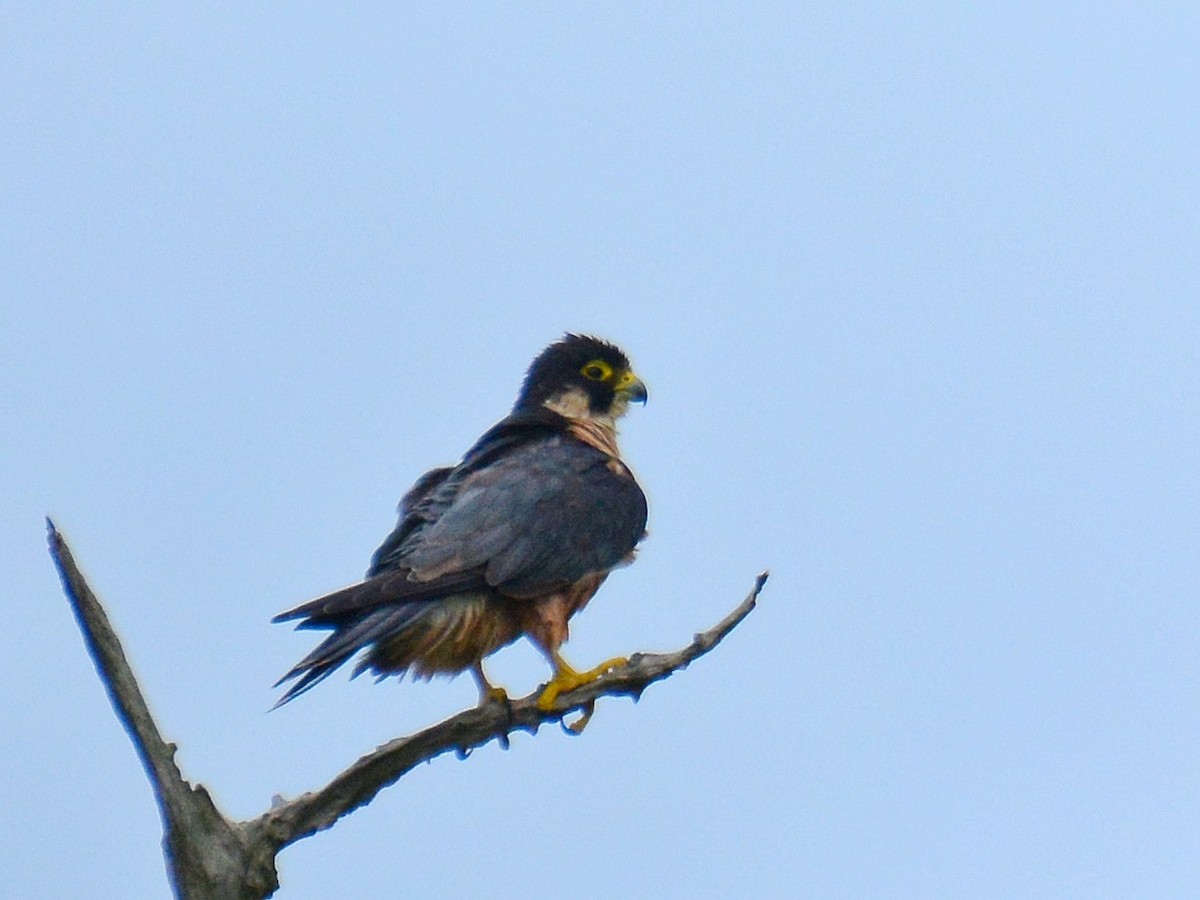 Peregrine Falcon - Renuka Vijayaraghavan