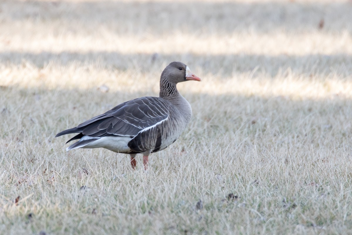 Greater White-fronted Goose - Brad Imhoff