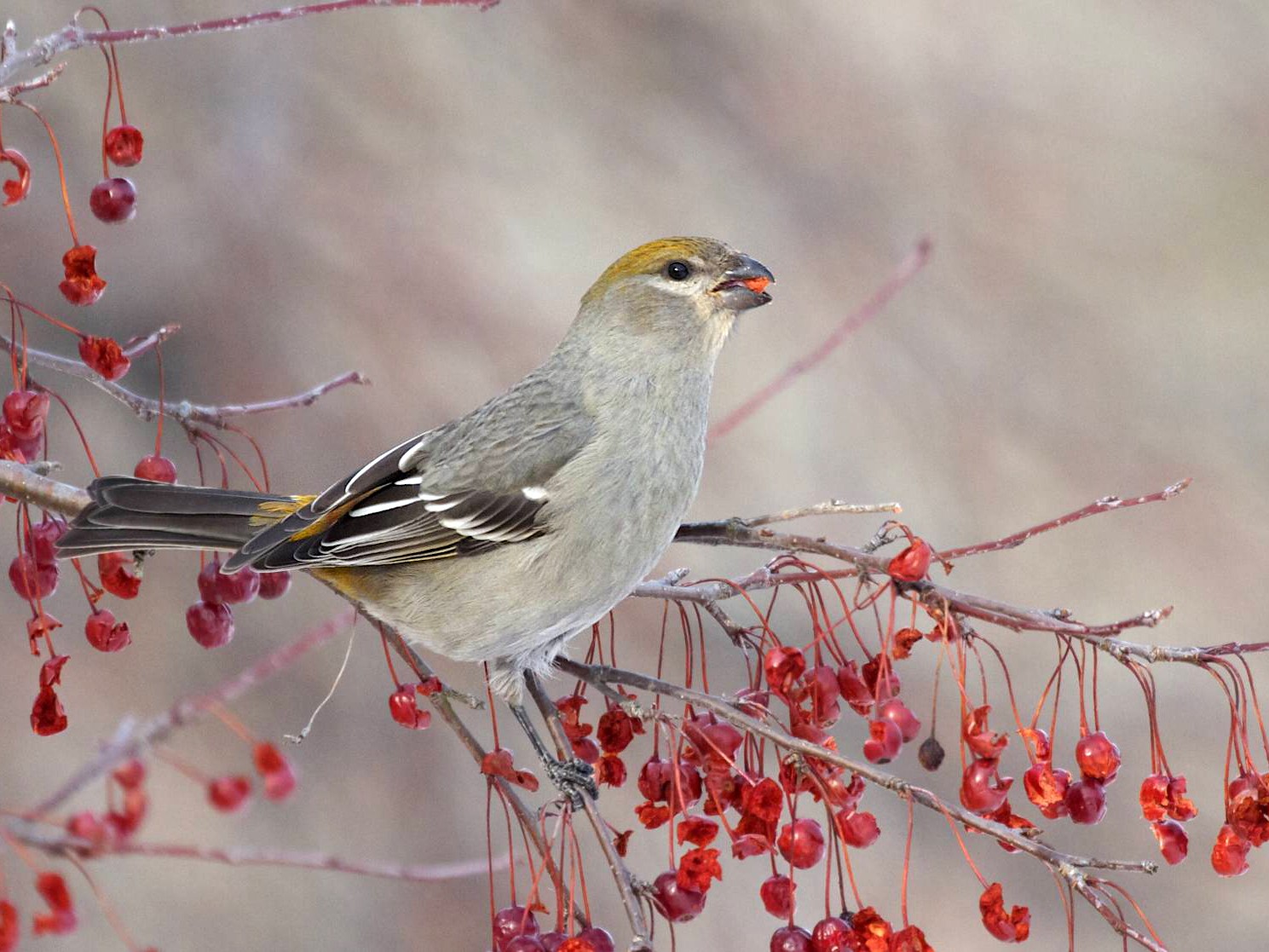 Pine Grosbeak - Doug Hitchcox