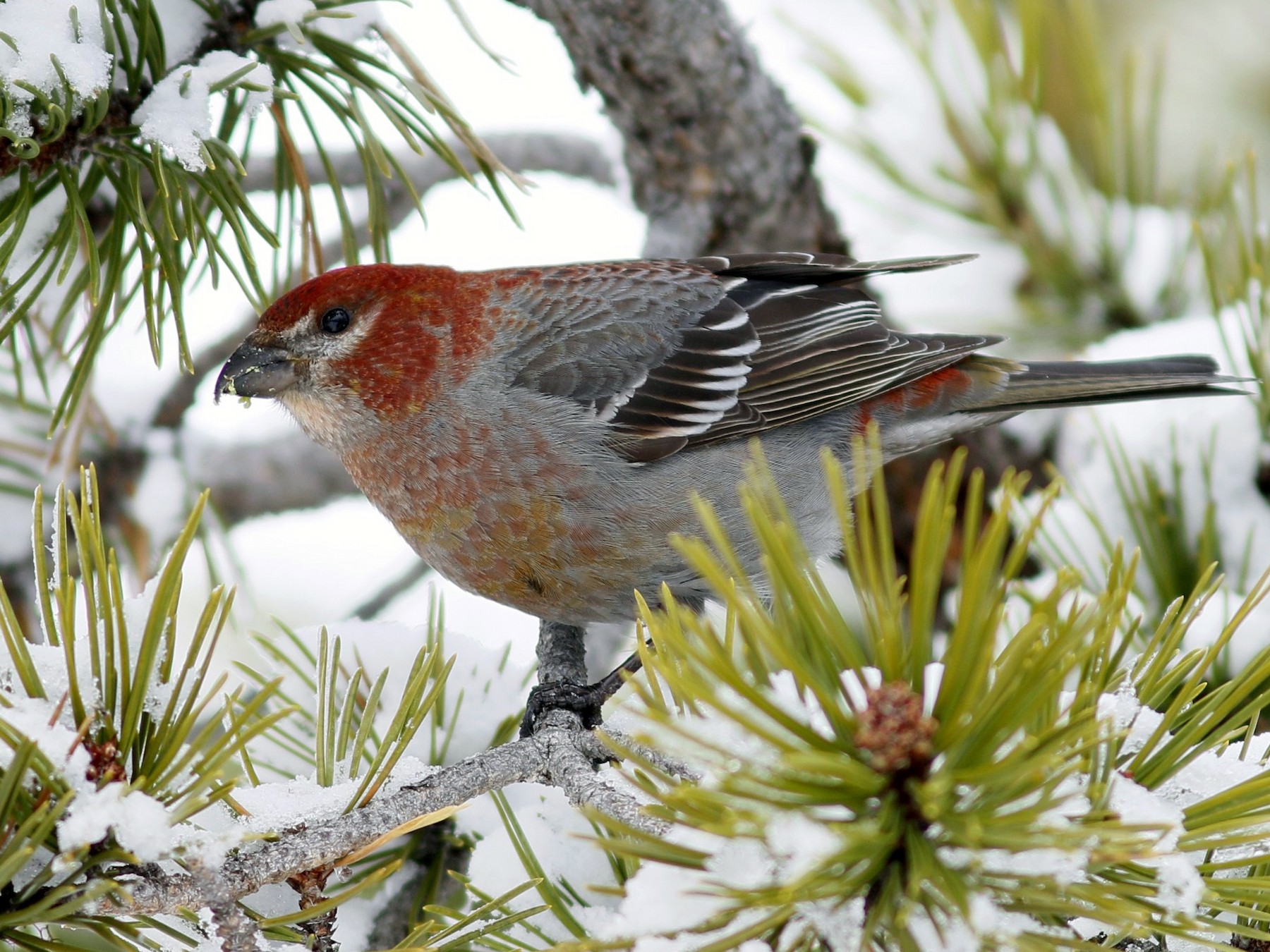 Pine Grosbeak - John C Sullivan