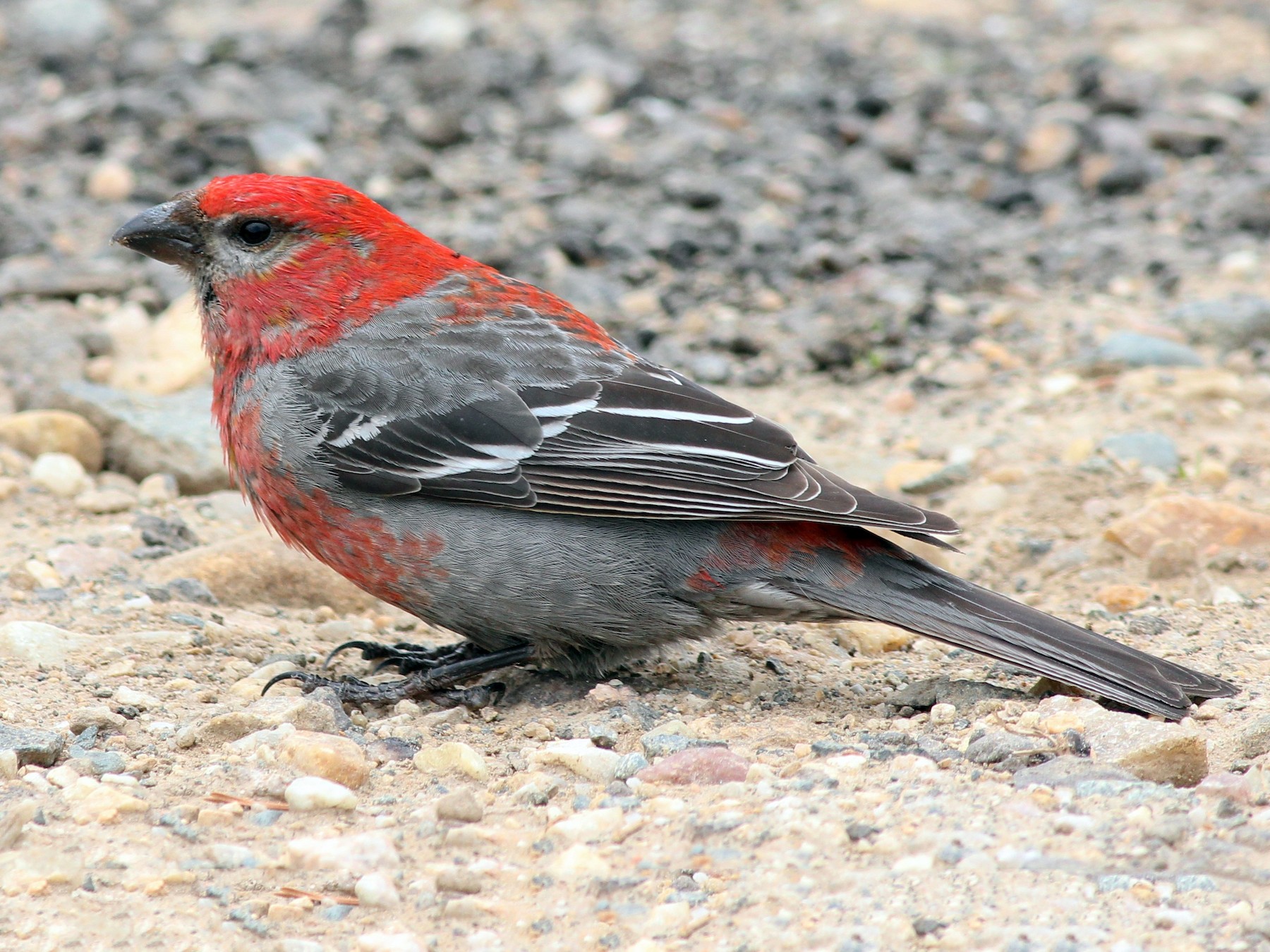 pine grosbeak