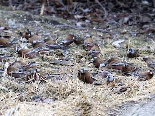  - Gray-crowned Rosy-Finch (Gray-crowned)