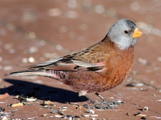  - Gray-crowned Rosy-Finch (Hepburn's)