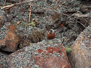 - Gray-crowned Rosy-Finch (Hepburn's)