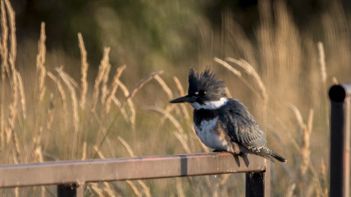 Belted Kingfisher - ML67357161