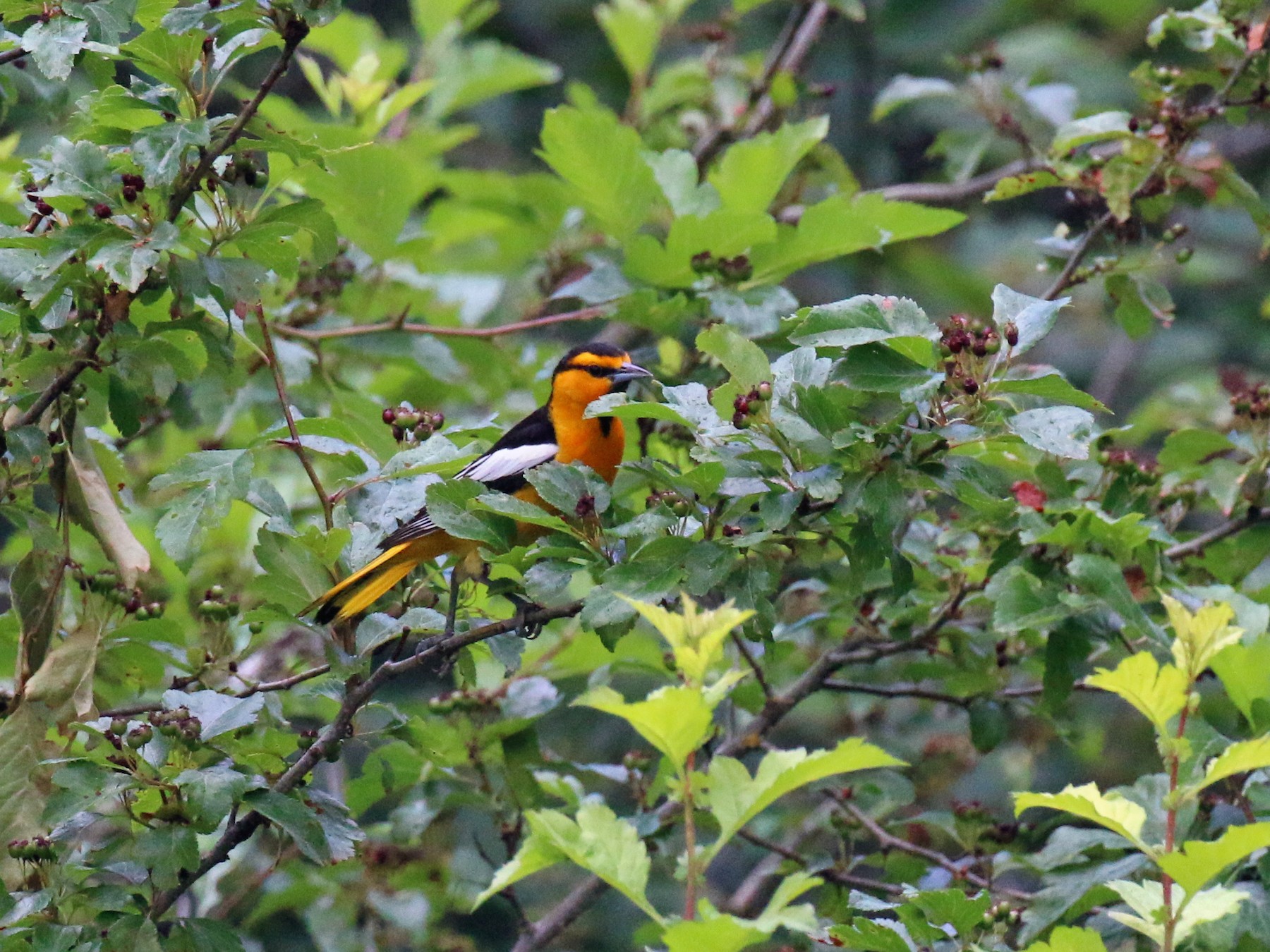 Bullock's Oriole - eBird