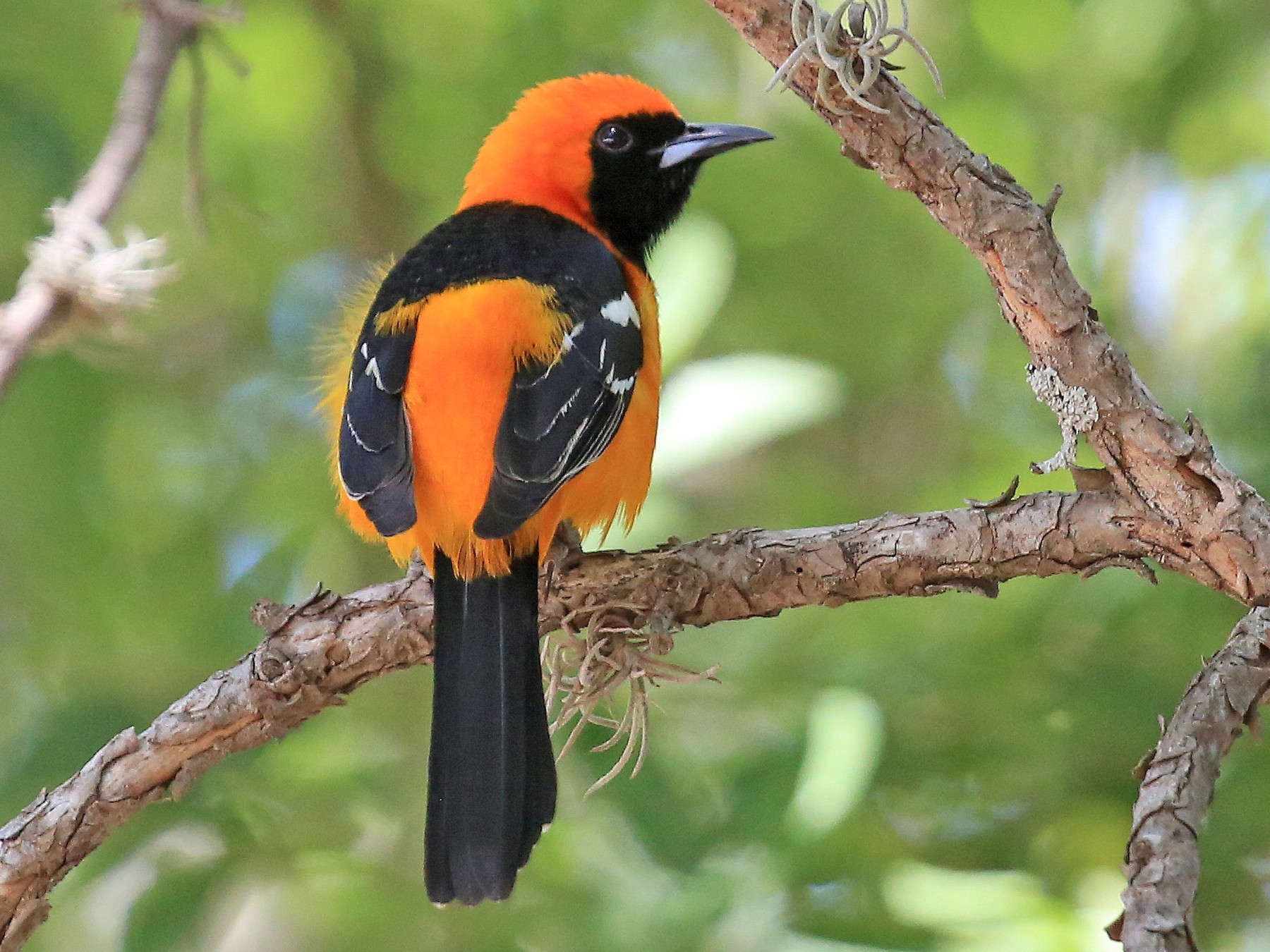 Hooded Oriole - Tim Lenz