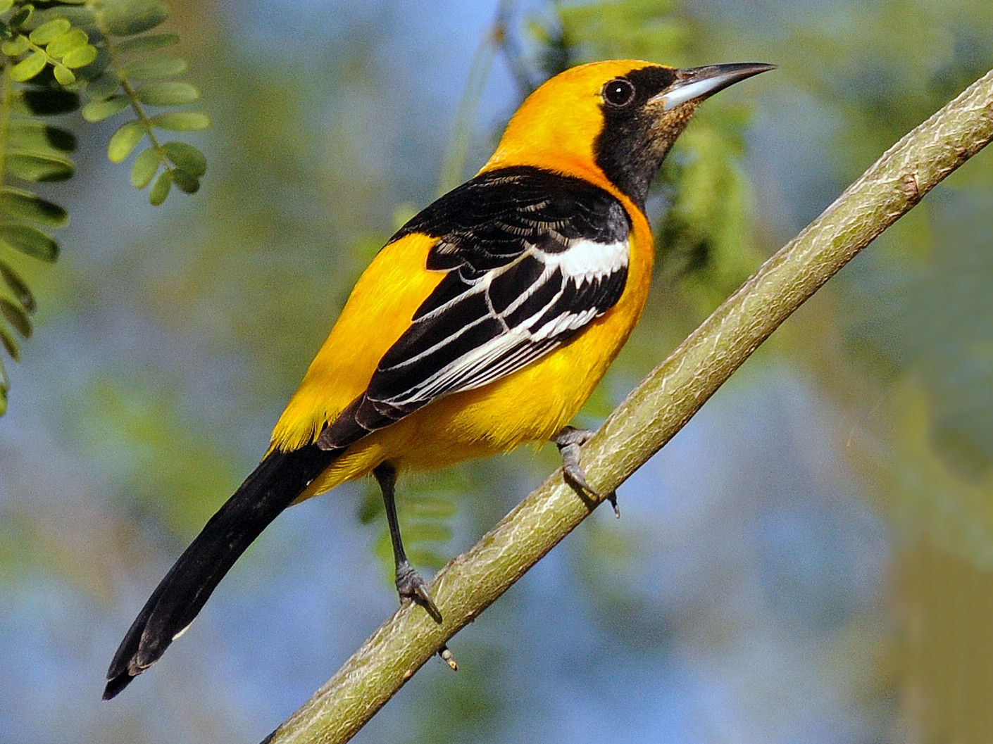 Column: Attracting the colorful hooded oriole to your yard - The