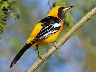 サバクムクドリモドキの剥製 ボルチモアムクドリモドキ - eBird